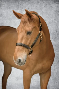 KINGS INTERNATIONAL Suffolk™ Lined Halter