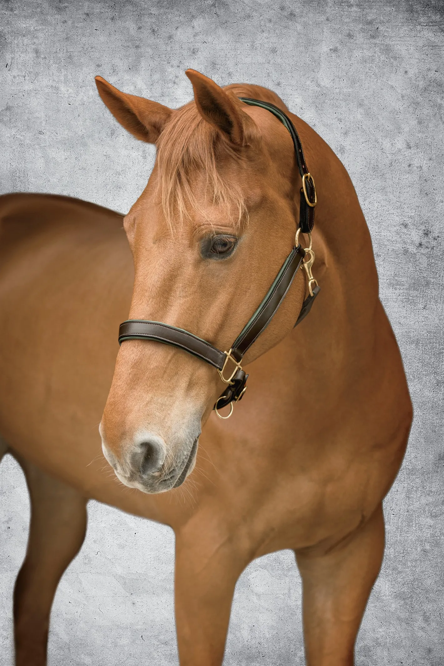 KINGS INTERNATIONAL Suffolk™ Lined Halter