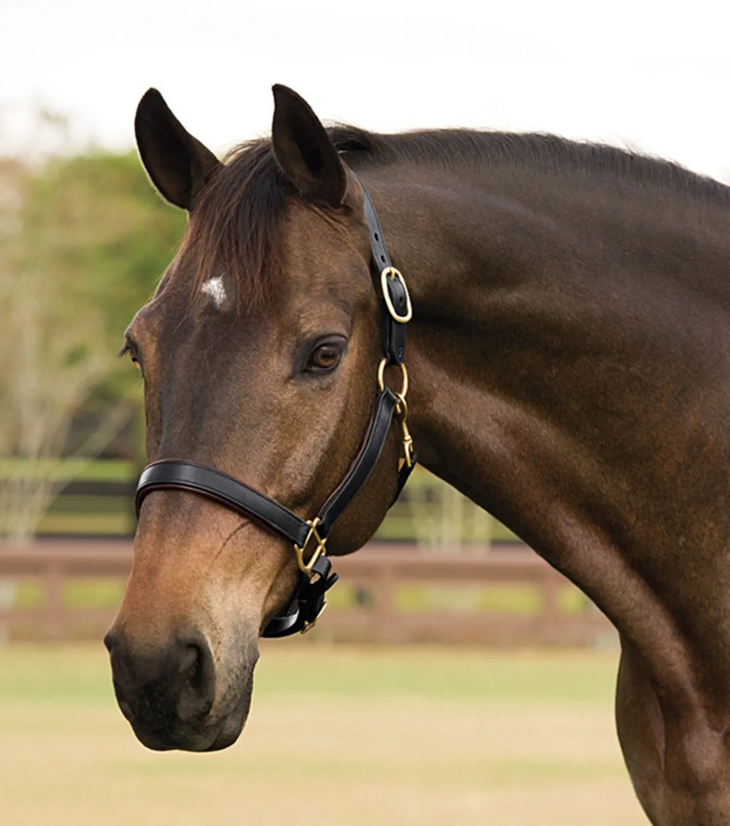 KINGS INTERNATIONAL Suffolk™ Lined Halter