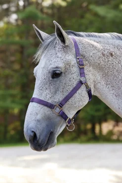 TEXT HORSE Suffolk™ Nylon Breakaway Halter