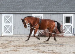 TEXT HORSE Suffolk™ Side Reins with Elastic