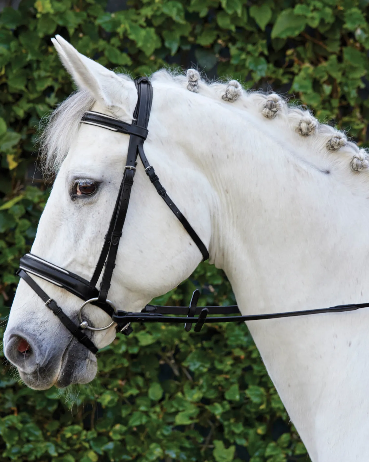 KINGS INTERNATIONAL Suffolk™ Single Crown Padded Dressage Bridle