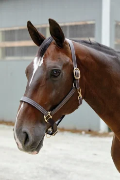 PUSHKAR INTL Suffolk™ Triple-Stitched Halter