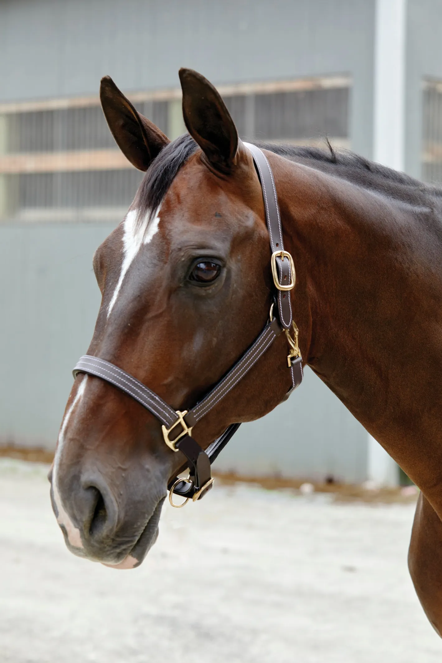 PUSHKAR INTL Suffolk™ Triple-Stitched Halter