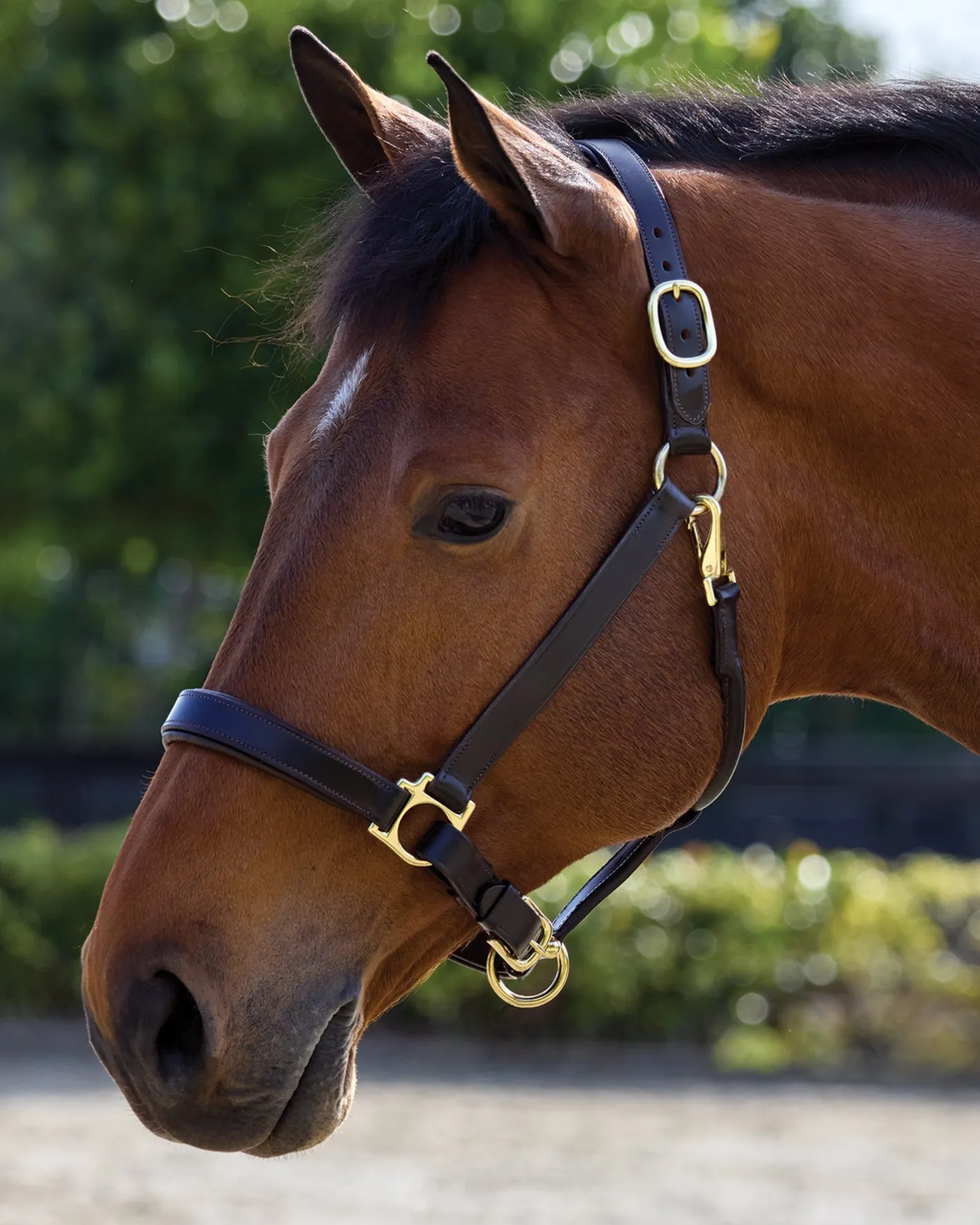 PUSHKAR INTL Suffolk™ Everyday Halter