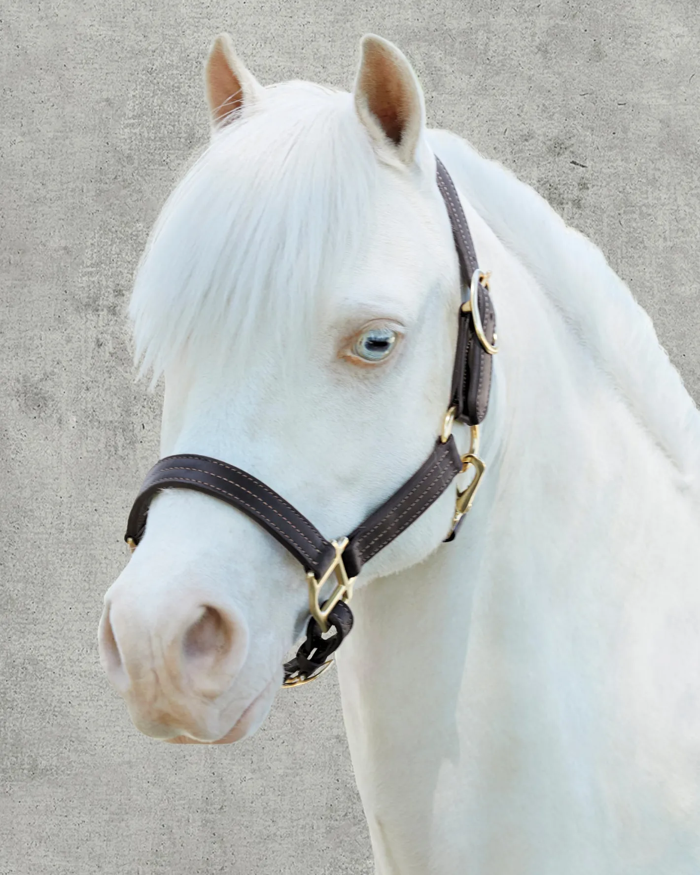PUSHKAR INTL Suffolk™ Palermo Triple-Stitched Halter
