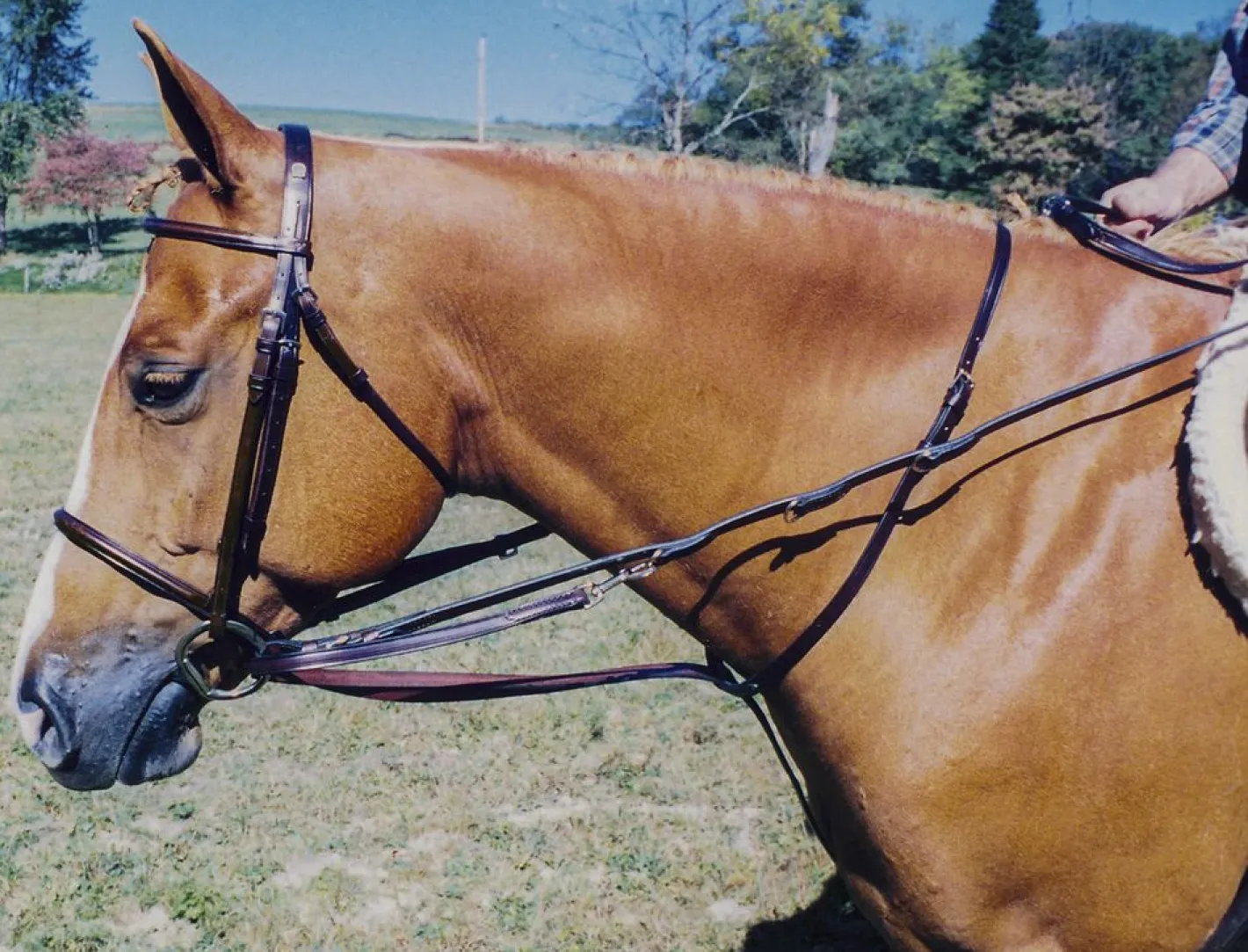 TORY LEATHER Company German Martingale Rein Set
