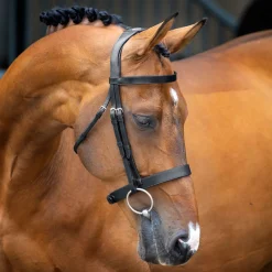 SHIRES EQUESTRIAN Velociti Lusso Hunter Caveson Bridle