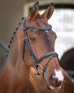 SHIRES EQUESTRIAN Velociti Lusso Padded Raised Flash Bridle