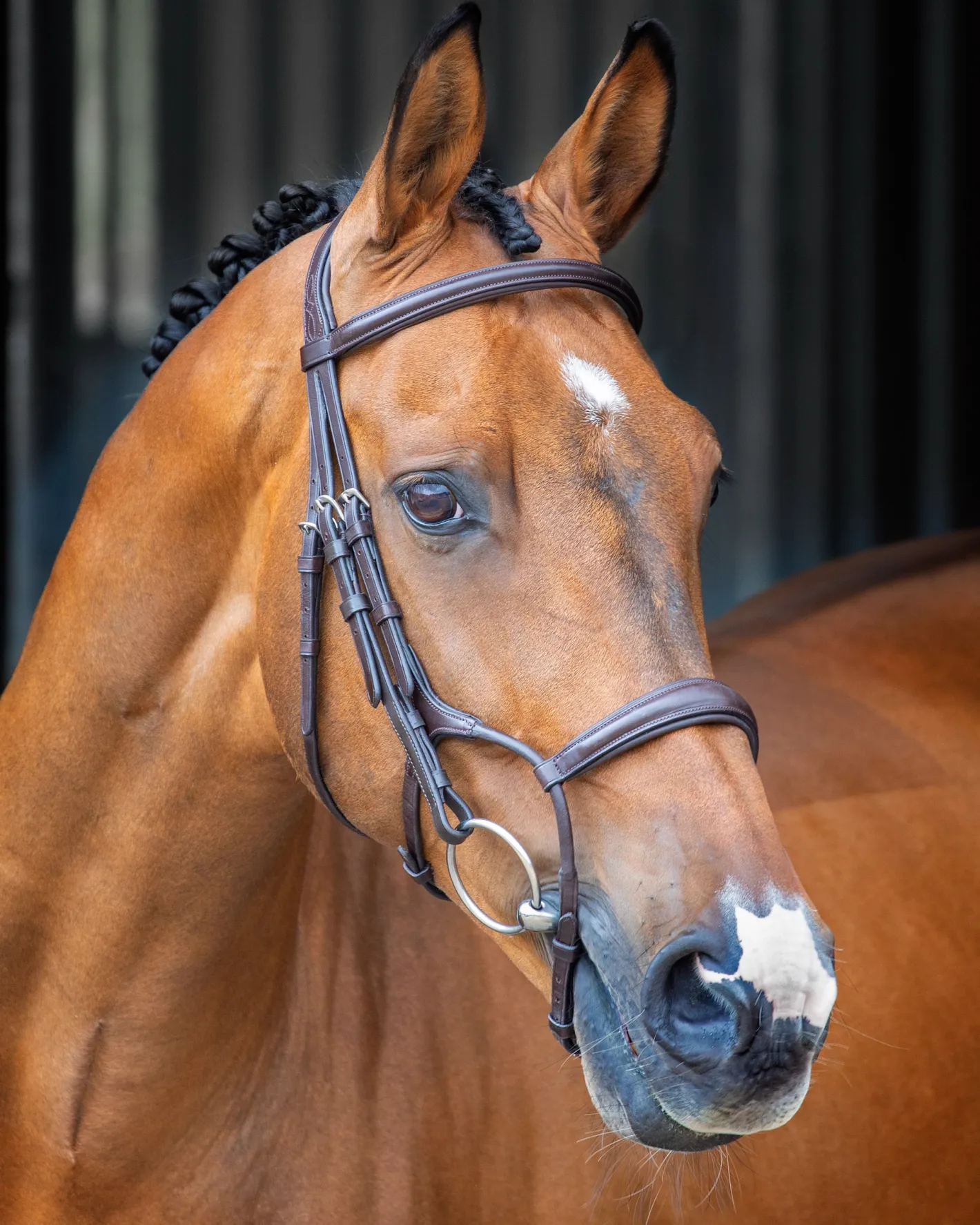 SHIRES EQUESTRIAN Velociti Lusso Rolled Padded Caveson Bridle