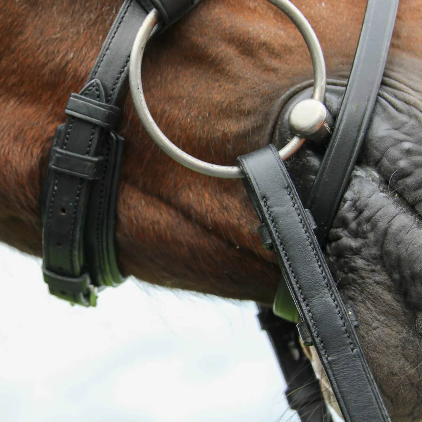 WORLD EQUSTRN BRNDS Vespucci Classic Dressage Bridle