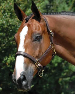 WORLD EQUSTRN BRNDS Vespucci Fancy Stitched Halter
