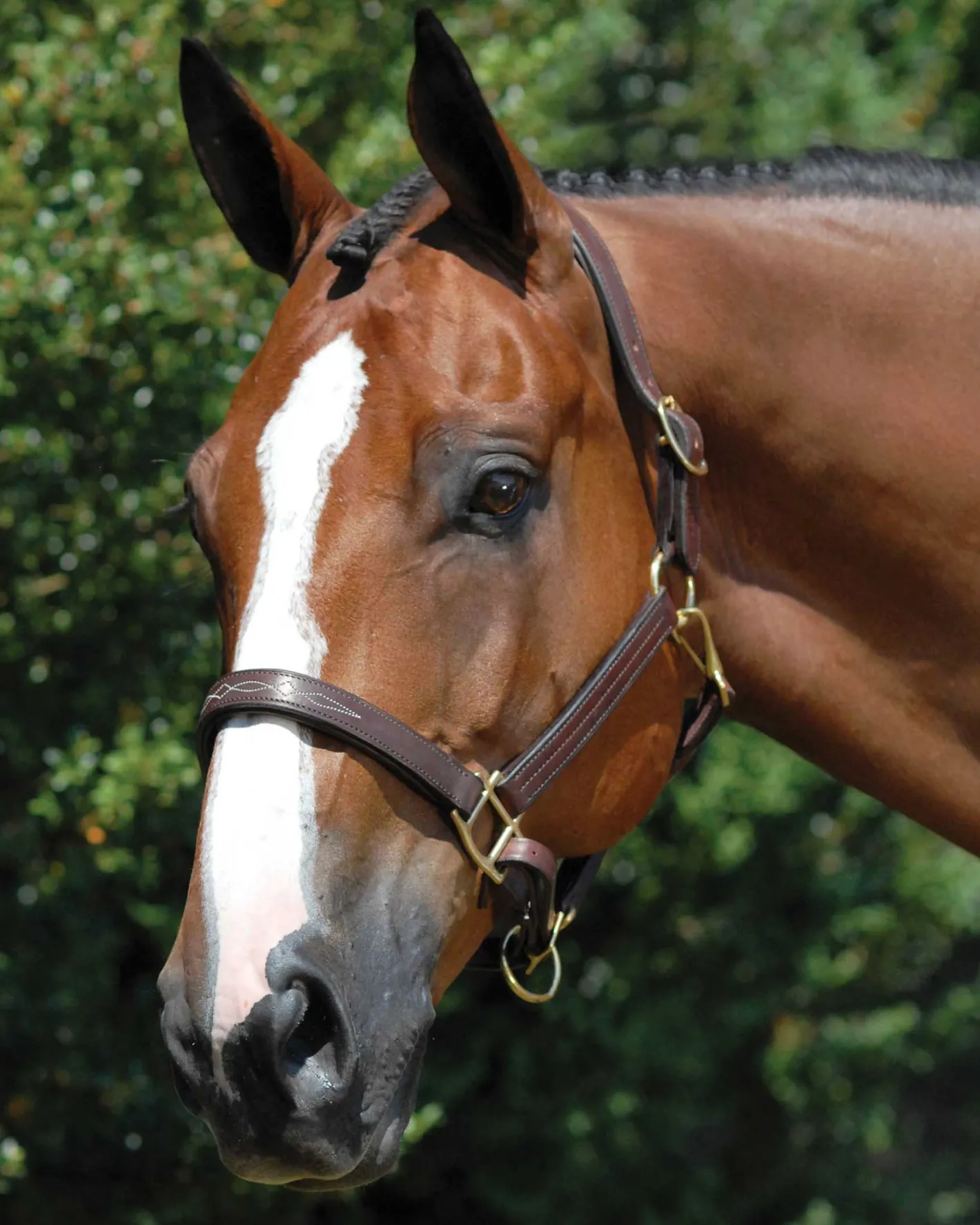WORLD EQUSTRN BRNDS Vespucci Fancy Stitched Halter