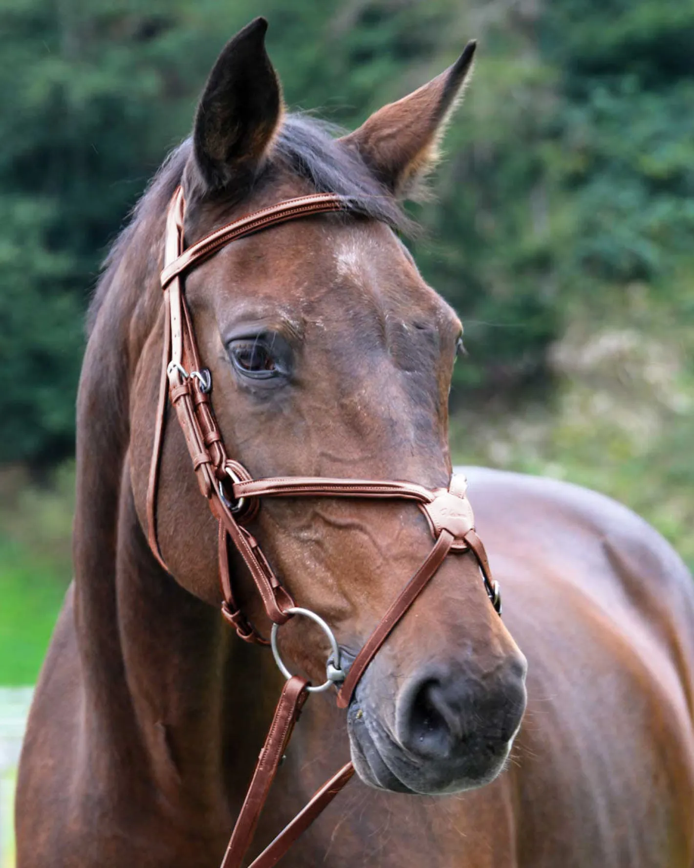 WORLD EQUSTRN BRNDS Vespucci Square Raised Figure-8 Bridle