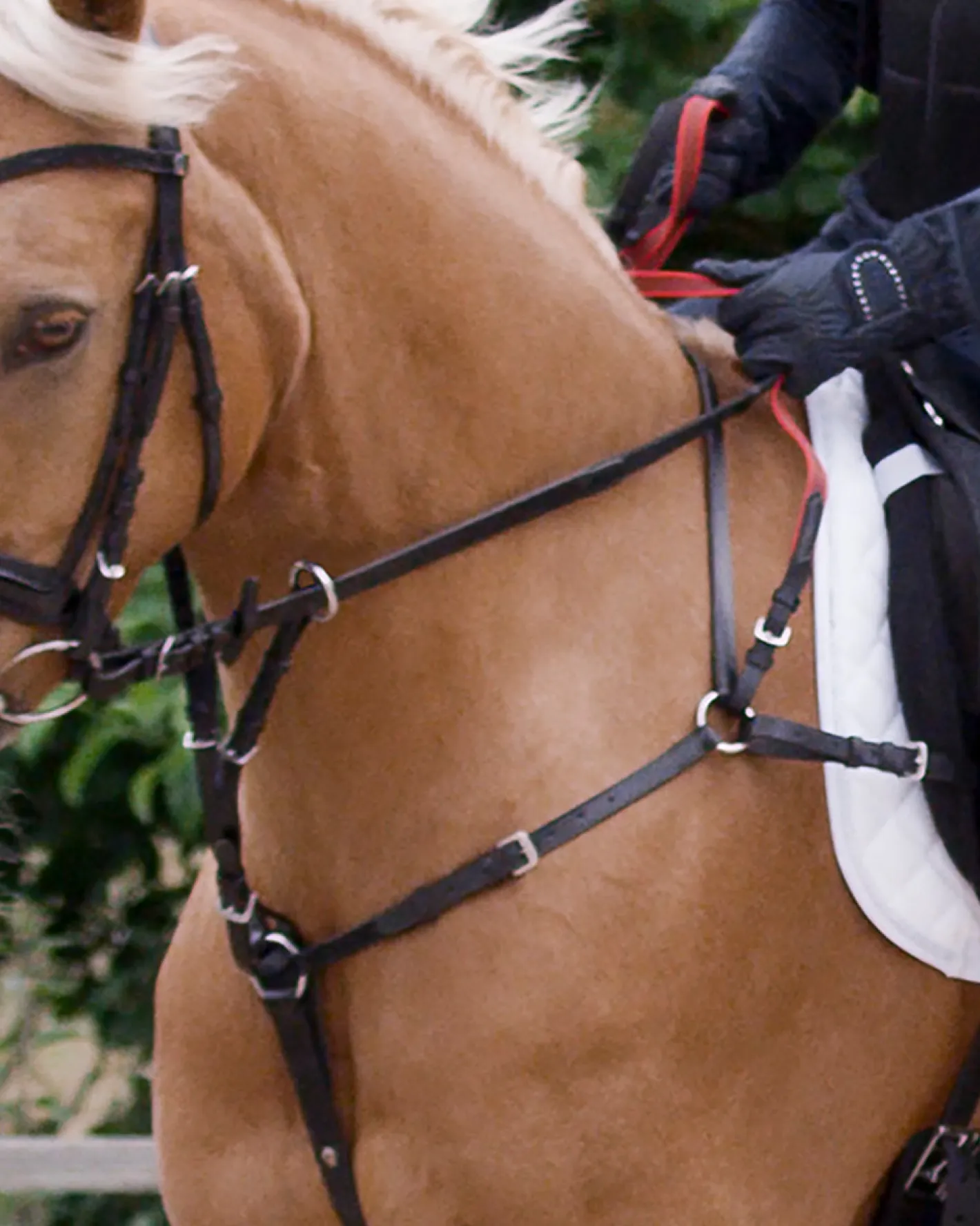 WALDHAUSEN Secutrust Breastplate with Safety Reins