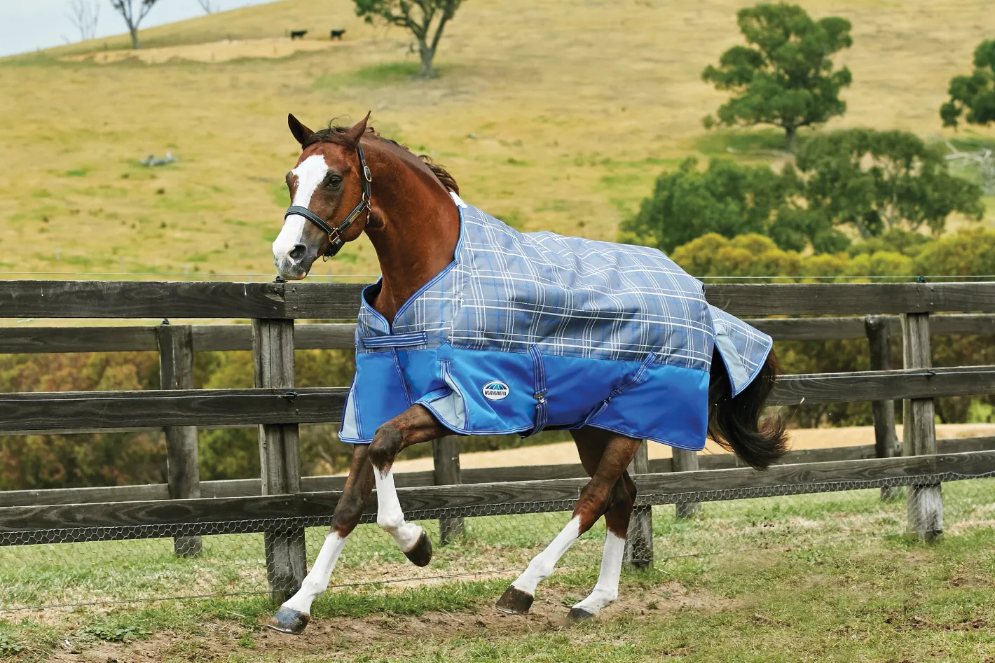 WEATHERBEETA ® ComFiTec™ Free Standard Neck Medium Weight Turnout Blanket