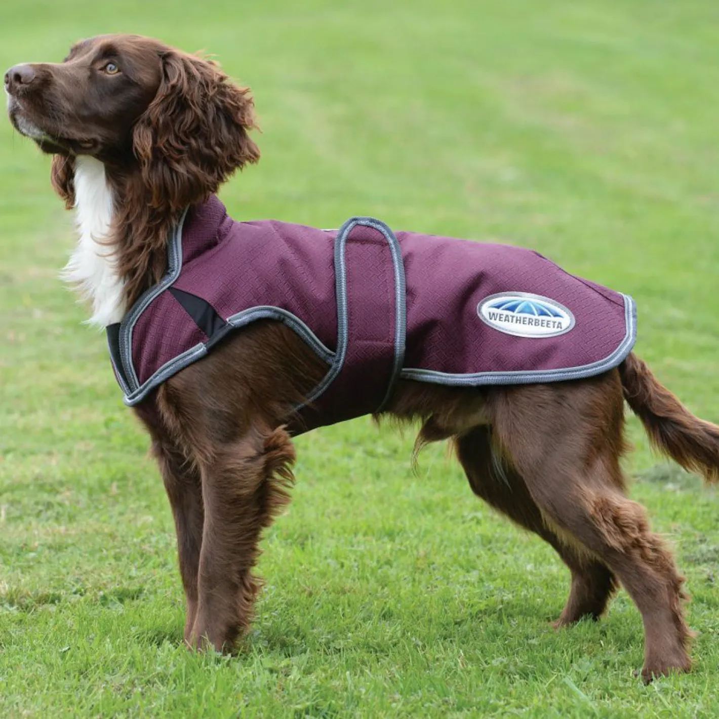 WEATHERBEETA ® ComFiTec™ Premier Free Parka Deluxe Dog Coat