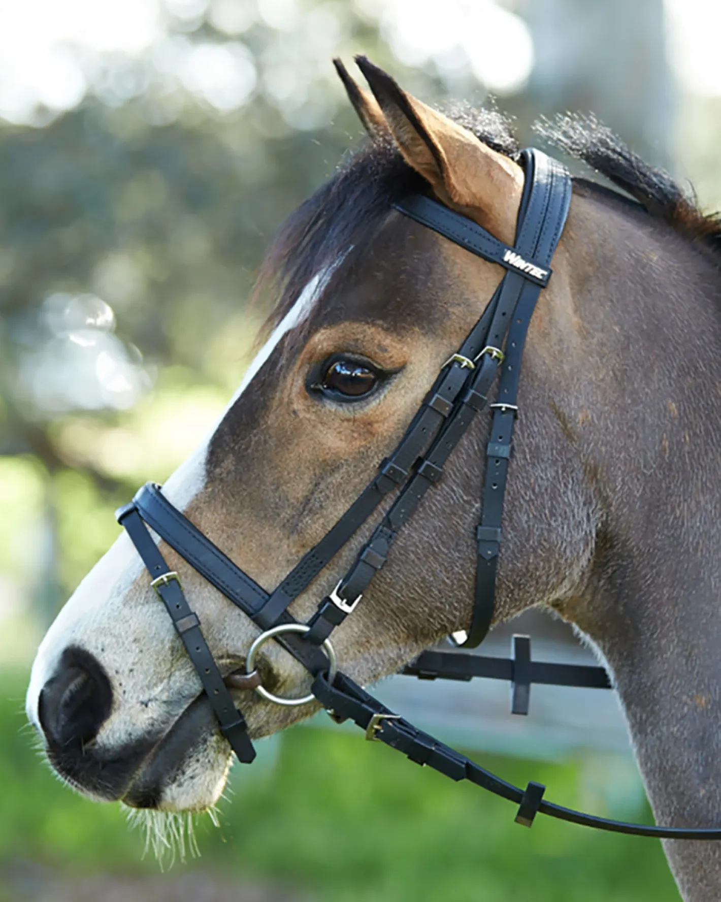 SADDLERY BRANDS INTL Wintec Bridle with Flash